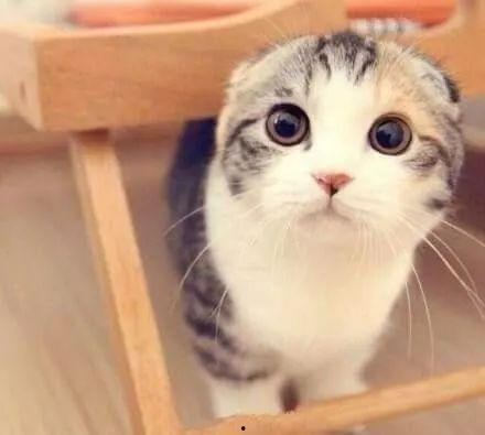 娱乐吃瓜君折耳猫,折耳猫的神秘魅力与争议  第2张 娱乐吃瓜君折耳猫,折耳猫的神秘魅力与争议  第2张
