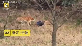 成都老虎爆料视频最新,揭秘背后惊人真相  第3张 成都老虎爆料视频最新,揭秘背后惊人真相  第3张