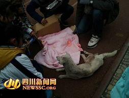 郫县网友爆料事件最新,最新事件引发热议,真相究竟如何?  第2张 郫县网友爆料事件最新,最新事件引发热议,真相究竟如何?  第2张