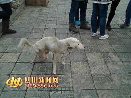 郫县网友爆料事件最新,最新事件引发热议,真相究竟如何?  第3张 郫县网友爆料事件最新,最新事件引发热议,真相究竟如何?  第3张