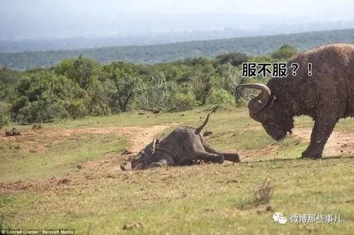 水牛配方爆料视频播放,爆款视频背后的播放奇迹  第3张 水牛配方爆料视频播放,爆款视频背后的播放奇迹  第3张