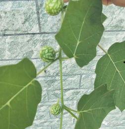 桑植新瓜最新爆料,揭秘瓜界新宠儿的神秘面纱  第2张 桑植新瓜最新爆料,揭秘瓜界新宠儿的神秘面纱  第2张