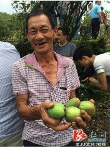 桑植新瓜最新爆料,揭秘瓜界新宠儿的神秘面纱  第3张 桑植新瓜最新爆料,揭秘瓜界新宠儿的神秘面纱  第3张